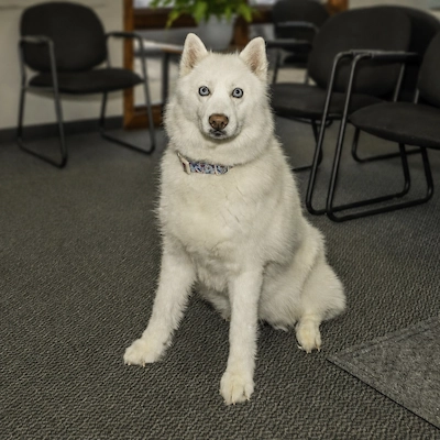 Raja, the office pet at Hesselberg Chiropractic in Ypsilanti, MI